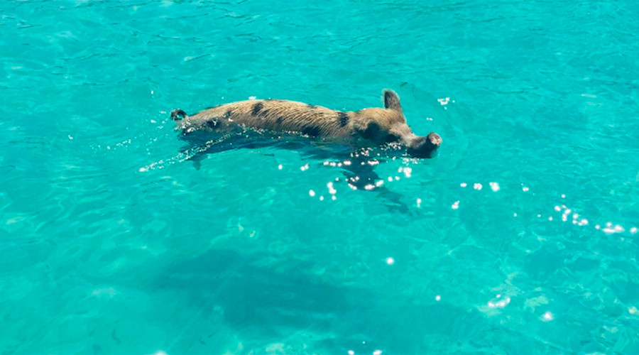 The great swine-dle: What’s killing Bahamas famous swimming pigs? — RT ...