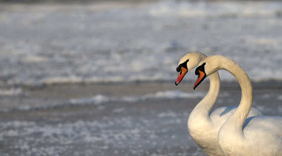 New outbreaks of bird flu in Lithuania, Czech Republic and Rep. of Ireland