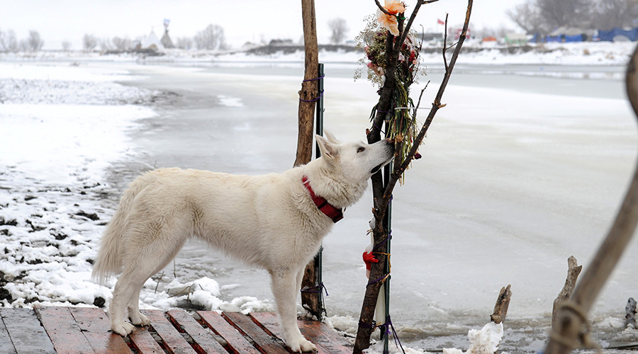 8 abandoned dogs rescued from DAPL during cleanup process