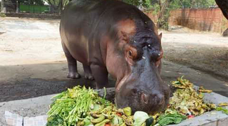 Beloved hippo Gustavito brutally attacked in El Salvador zoo