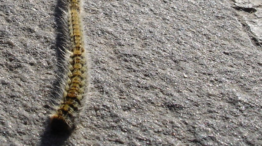 Invasion of the toxic caterpillar: Spain faces ‘major risk’ from furry insects