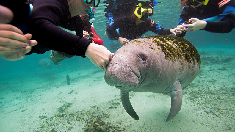 Oh the Hu-Manatee! Sea cows removed from endangered species list, still