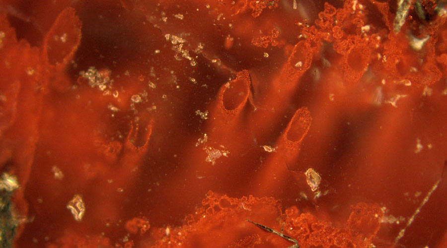 Oldest-ever fossils show life existed on Earth at its infancy - study