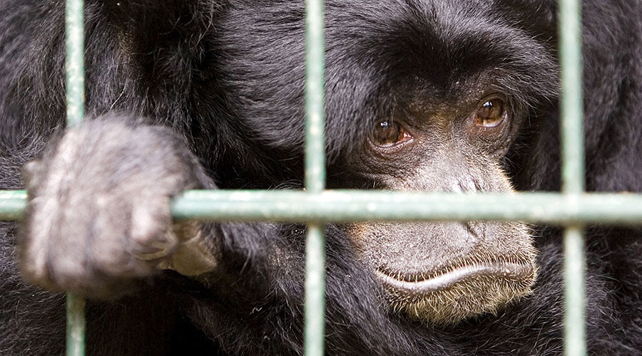 Zoo owner says he’s the best... despite death of 500 animals