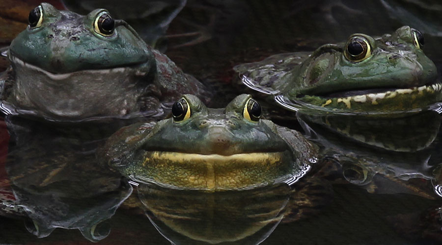 Pennsylvania road closes early for lovesick amphibians