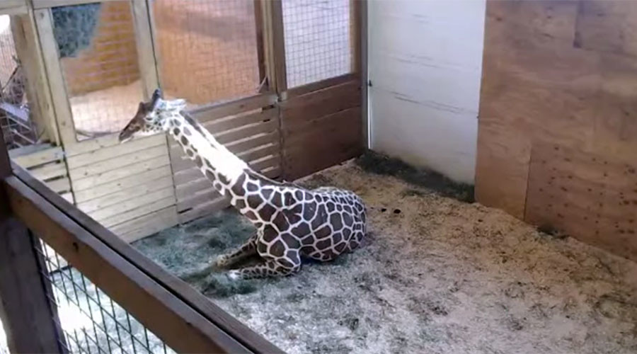100k viewers tune in to giraffe birth livestream at NY zoo (VIDEO)