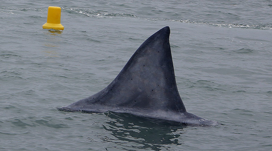 ‘Crocodile shark’ from your nightmares just washed up on UK beach (PHOTOS)