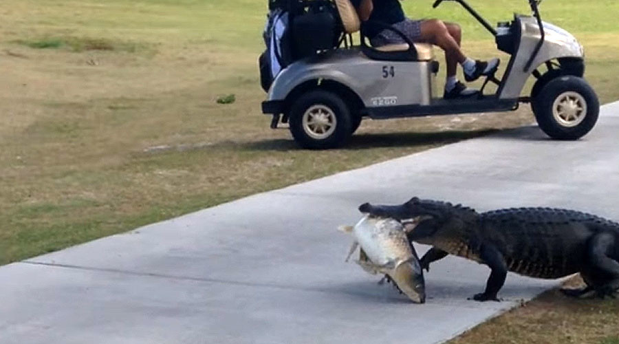 Nonchalant alligator shocks golfers by sauntering across course carrying massive fish (VIDEO)