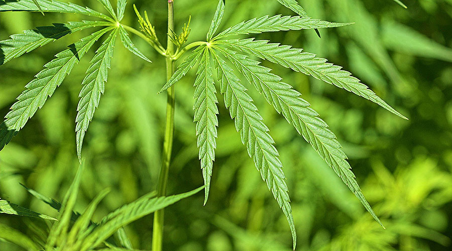 Germany plans to launch domestic weed growing industry by 2019