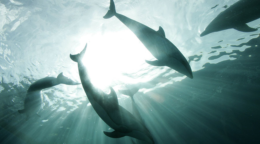 Dead dolphin feared electrocuted by fisherman in China (GRAPHIC VIDEO)