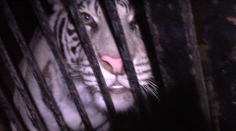 Truck full of rare tigers abandoned on Russian highway after accident (VIDEO)