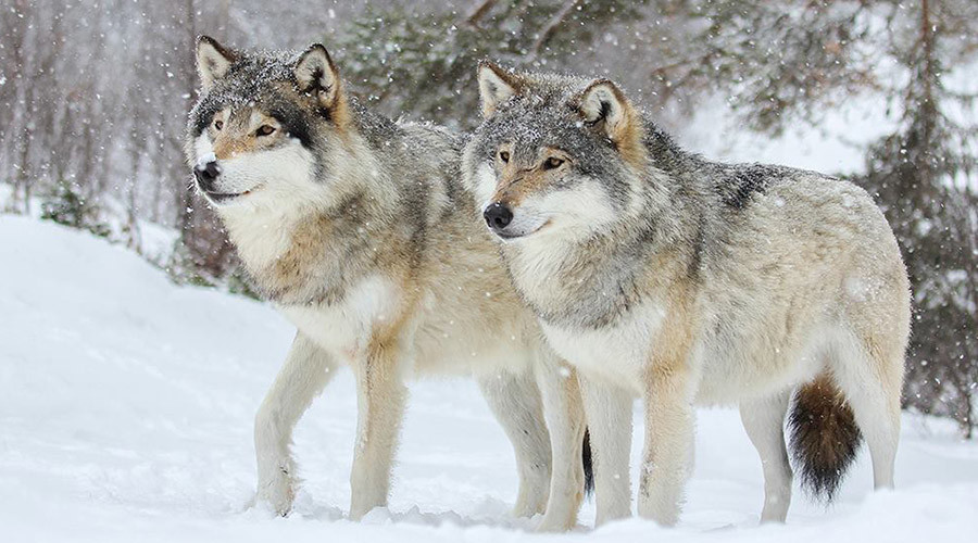 #SaveOurWolves: Norway’s move to allow recreational killing of wolves outrages activists