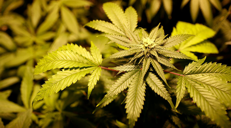 Israel decriminalizes marijuana use for non-repeat offenders