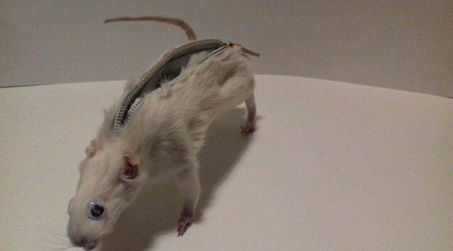 Last writes? Student who turns dead animals into pencil cases speaks to RT (VIDEO)