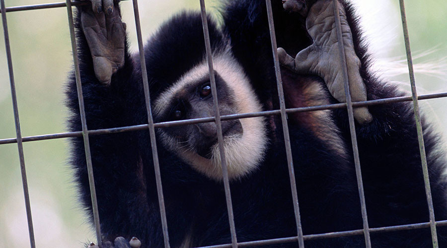 License renewal denied for zoo where 500 animals died