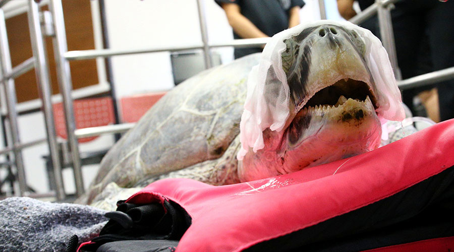 Over 900 coins removed from Thai turtle’s stomach (VIDEO, PHOTOS)