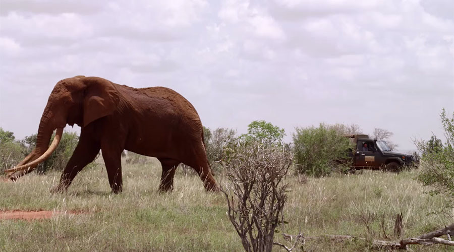 Poachers kill rare giant elephant, one of last of its kind in Africa