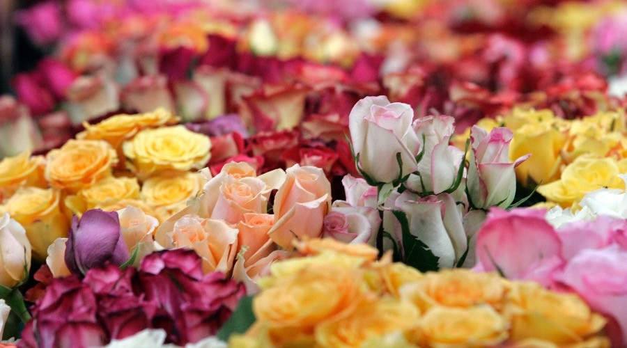Rent-a-rose: Russian women offered chance to rent flowers for festive selfie