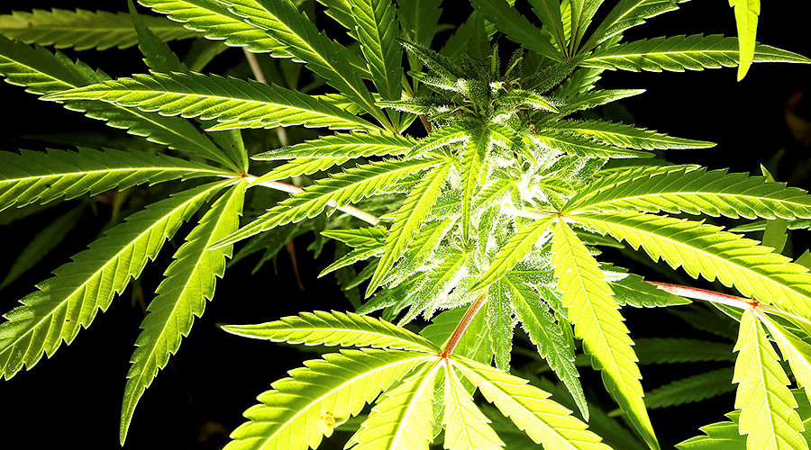 High Sierra: Public pot smoking proposed for Nevada