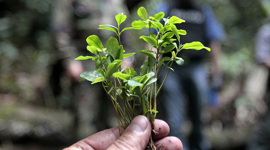 ‘Historic day’: Bolivia doubles coca cultivation land, burying law against ‘demonized’ plant