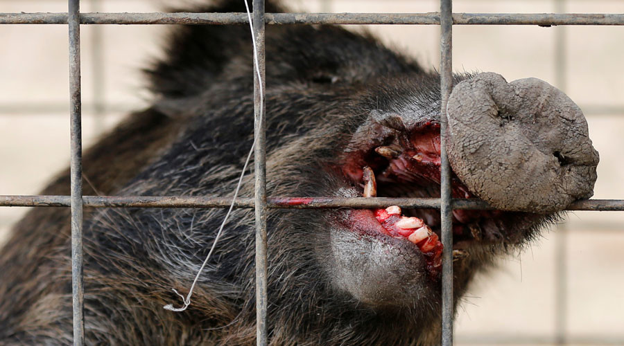 Radioactive Fukushima boars culled to clear way for returning residents (PHOTOS)