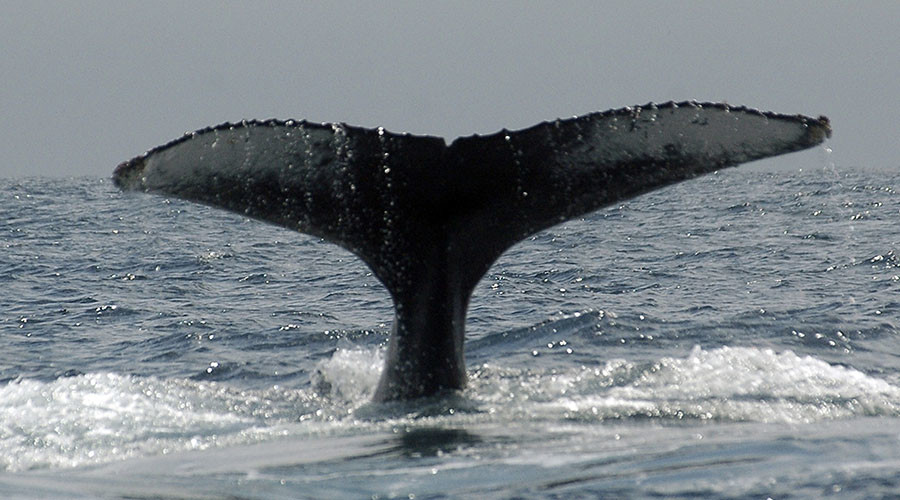Enormous dead whale washed up on Devon coast is good news says expert