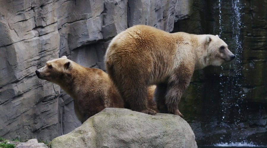 Rare ‘cappuccino’ bear shot dead at German zoo after escaping from cage