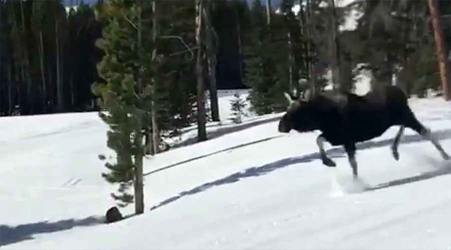 Wild moose chase: Snowboarders caught on camera in race for their lives (VIDEOS)