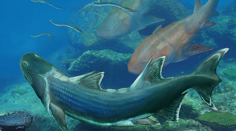 420mn-year-old ‘armored’ fish fossil found in SW China