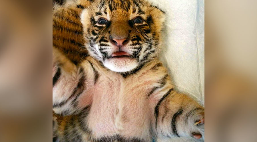 Nursing dog cares for extremely rare tiger cubs at Cincinnati Zoo (PHOTOS, VIDEOS)