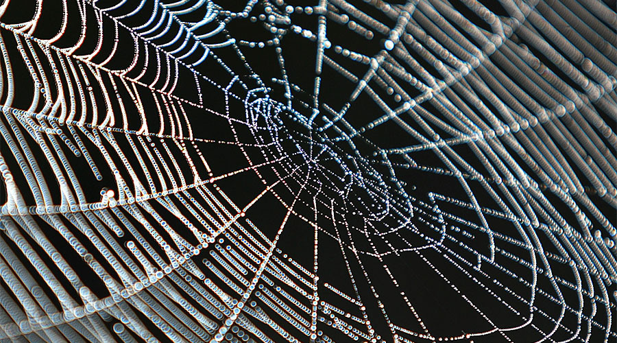 ‘If spiders make you squeamish, don't press play’: Man finds freaky arachnid nest (VIDEO)