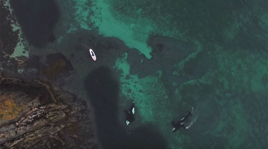 Killer whales filmed alongside diver in amazing footage (VIDEO, PHOTOS)