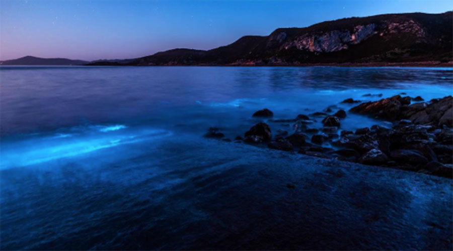 Neon blue ‘vacuum cleaner’ algae lights up ocean in stunning display (PHOTOS)