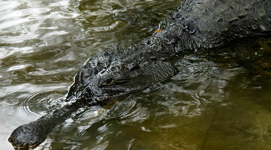 Hunt for giant man-eating crocodile underway in Southern Mexico