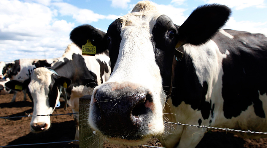 Udder chaos: Turkey deports Dutch cows in strange show of solidarity with Erdogan