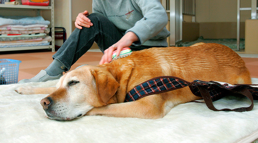 American Airlines apologizes for kicking blind woman, guide dog off flight