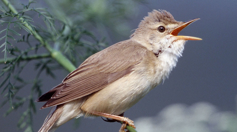 800,000 songbirds illegally killed by poachers on Cyprus military base – RSPB