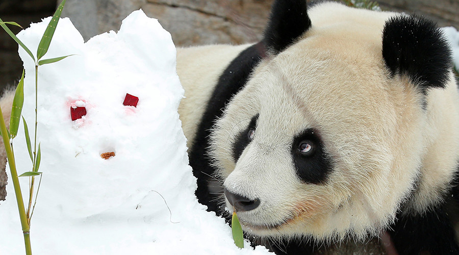 Do it like they do on the Discovery channel: Pornhub urges public to have Panda sex