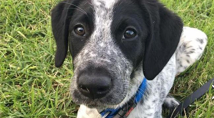 ‘Where’s the tranquilizer gun?’ Outrage as young bomb-detector dog shot dead at airport