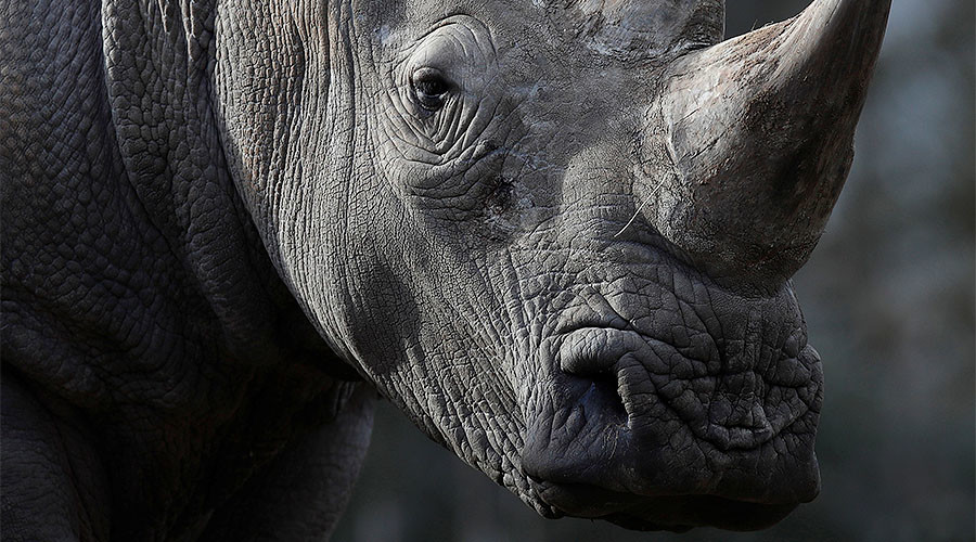Czech zoo 'to dehorn rhinos' after poachers target animal enclosure in France (PHOTOS)