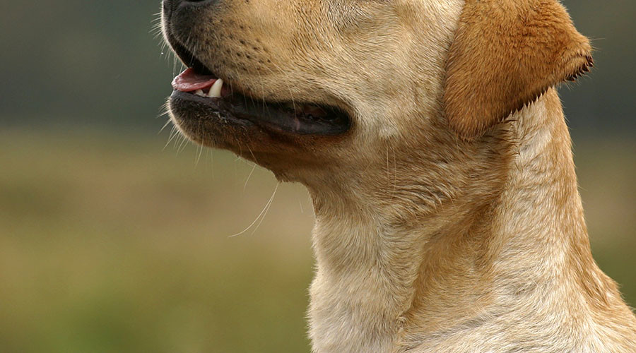 Anti-coyote ‘cyanide bomb’ hurts 14yo Idaho boy, kills his dog