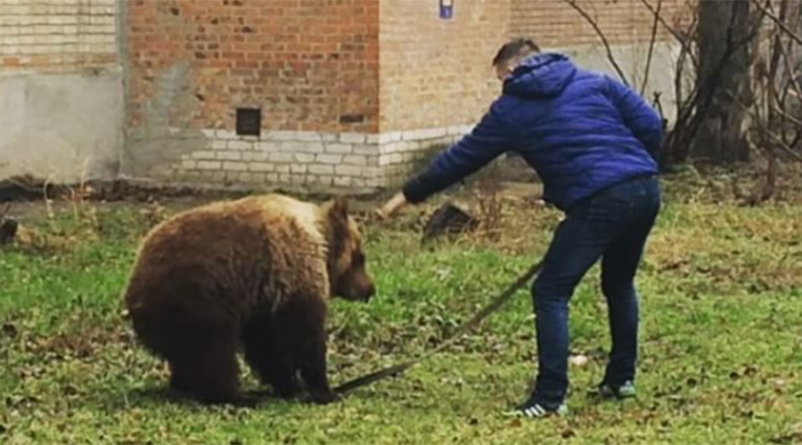 Man casually walks bear in residential area (VIDEO)
