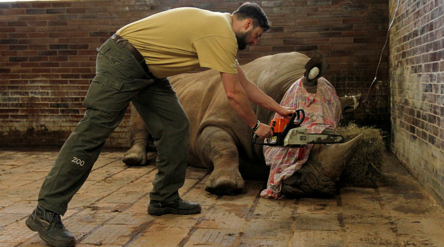 Czech Zoo begins cutting off rhino horns to pre-empt poacher attacks (VIDEO)