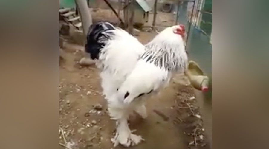 What the pluck? Giant chicken freaks out netizens (VIDEO)