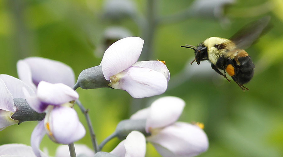 1st bee species officially placed on endangered species list