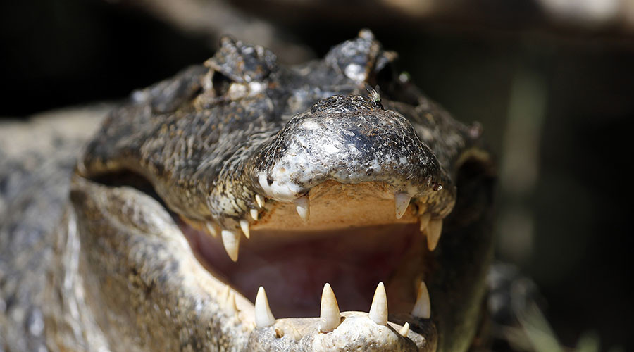 Brave wrangler wrestles 9ft gator out of Florida storm drain (VIDEO)