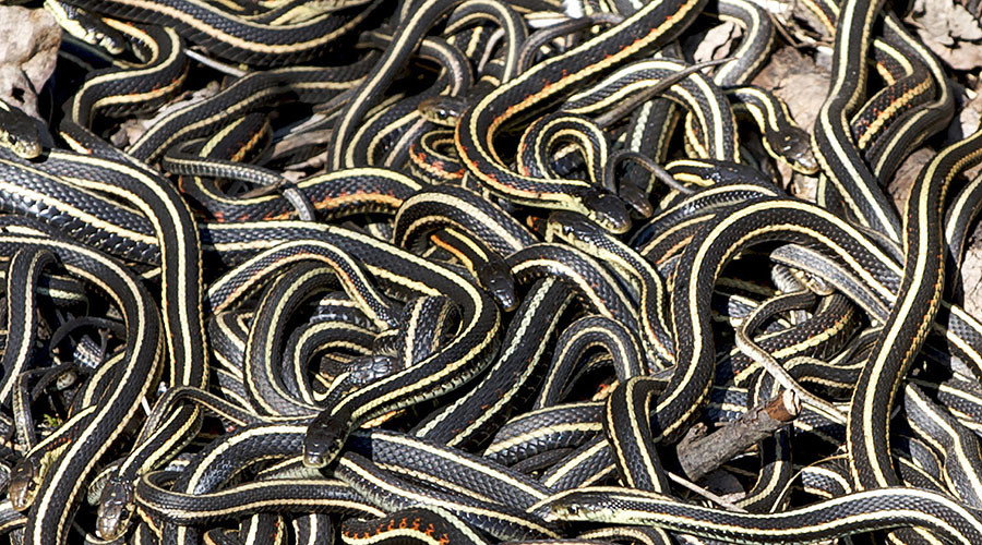 Mass death of zoo reptiles leaves officials baffled (PHOTOS)