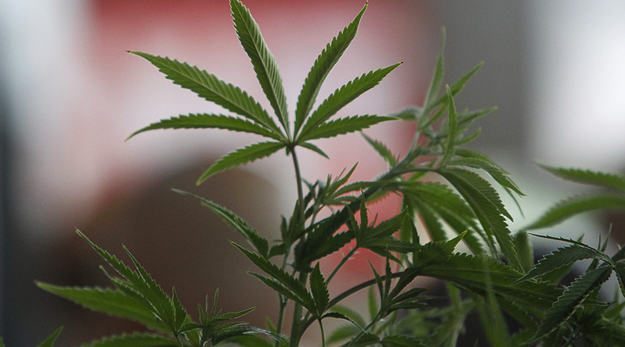 Canada to legalize cannabis for recreational use in 2018 – reports
