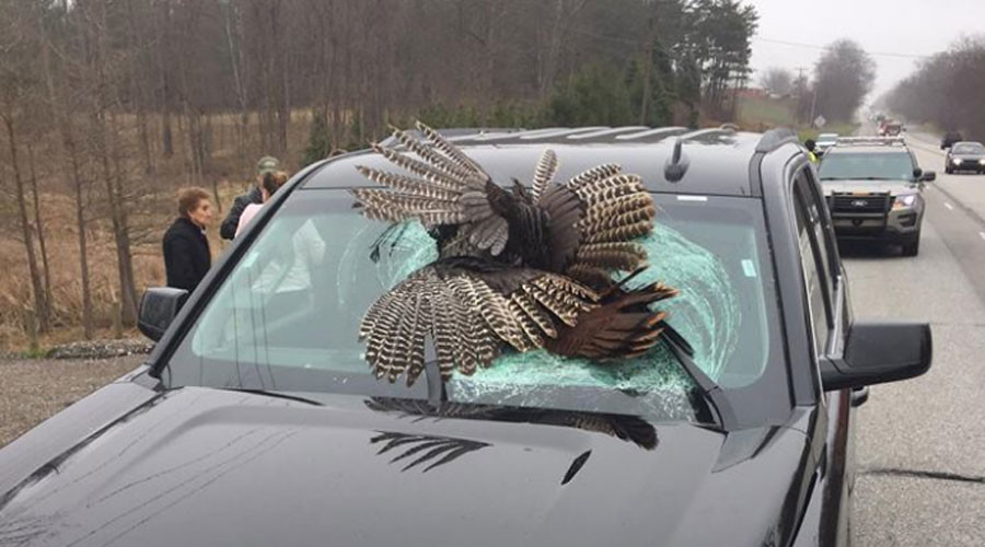 Turkey v SUV: Bird smashes through windshield in high-speed collision (PHOTOS)