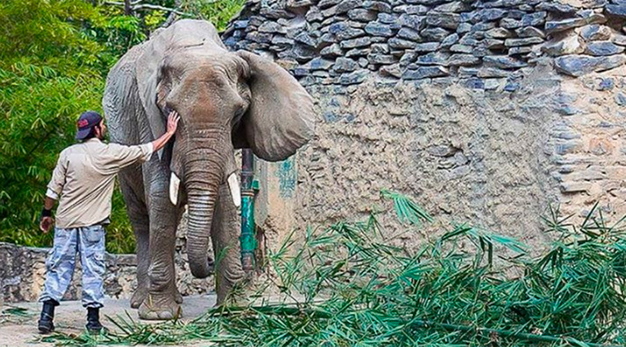 #SOSRuperta: Starving elephant highlights food crisis unfolding across Venezuela